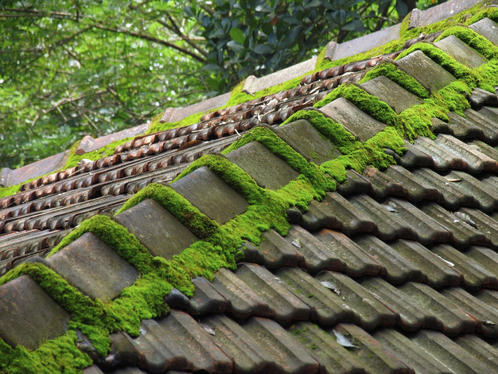 Démoussage de toiture dans les Vosges